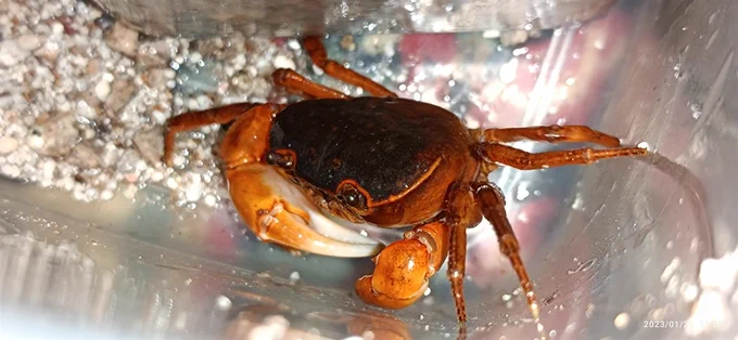 ちなみに私はヘイガニみたいな色味のと、クラブの分類名そのものの種類のを飼っていたりする。 