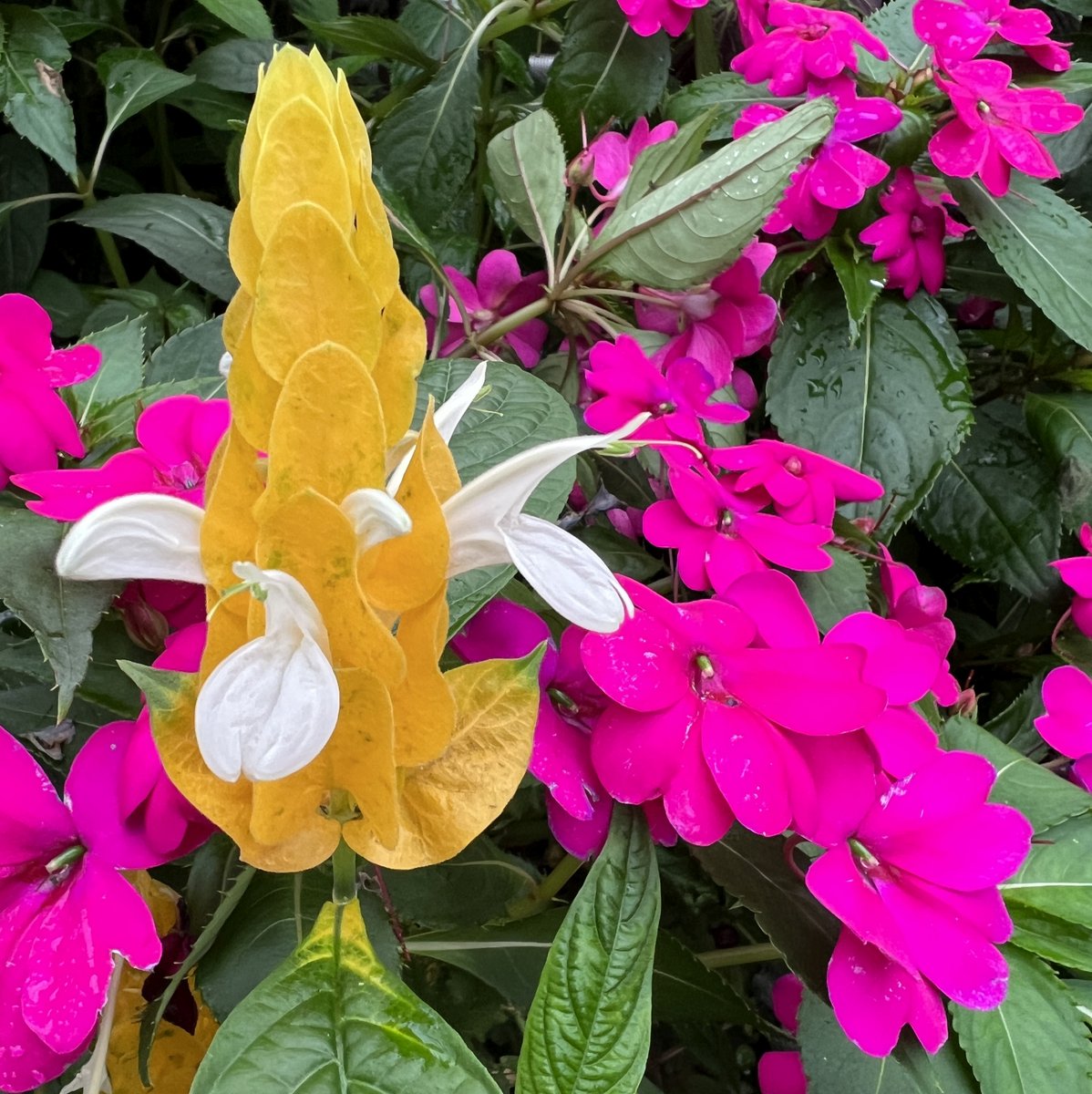 ElizabethLugosi's tweet photo. #Happy #NationalNewFriendsDay, #ConflictResolutionDay, #EvaluateYourLifeDay, #InternationalCreditUnionDay, #NationalGetSmartAboutCreditDay, #WorldHumanitarianActionDay, #WorldPediatricBoneAndJointDay #BrestCancerAwarnessMonth ! #photograghy #nature #BeHappy #bingimagecreator #MicrosoftBingImageCreator #aigeneratedimages #AI #Flowers