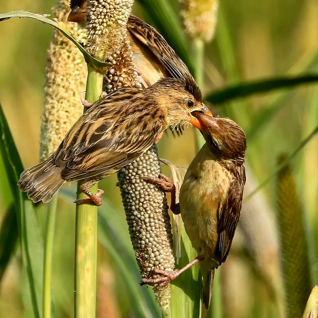 'FEEDING'
Baya Weaver 
Chandlai lake 
Shivdaspura Jaipur Rajasthan
19102023
#habitat #baya #weaver #feeding
#vanakriti
#natgeo 
#naturephotography 
#nature_of_our_world 
#nationalgeographic_ #nature_perfection 
#netgeotravelindia 
#netgeoyourshot 
#indiAves