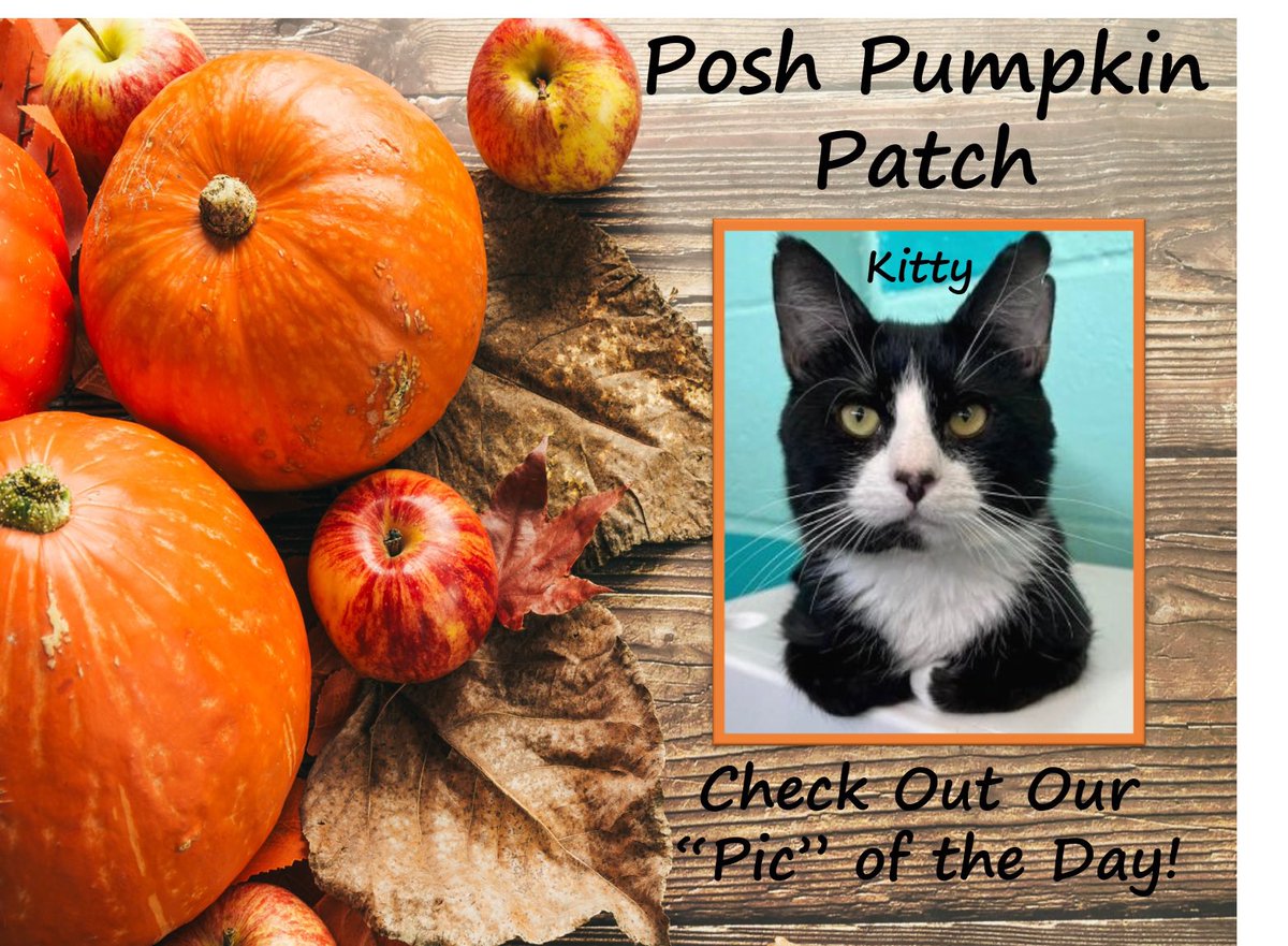 Posh Pick a Cat Month is in full swing!!! Kitty, a 3 year old tuxedo boy check off all boxes you are looking for in a best friend: friendly, loving, talkativeThe best thing about Kitty is that he LOVES LOVES LOVES to be held and gives hugs! Poshpetsrescueny.org for more info