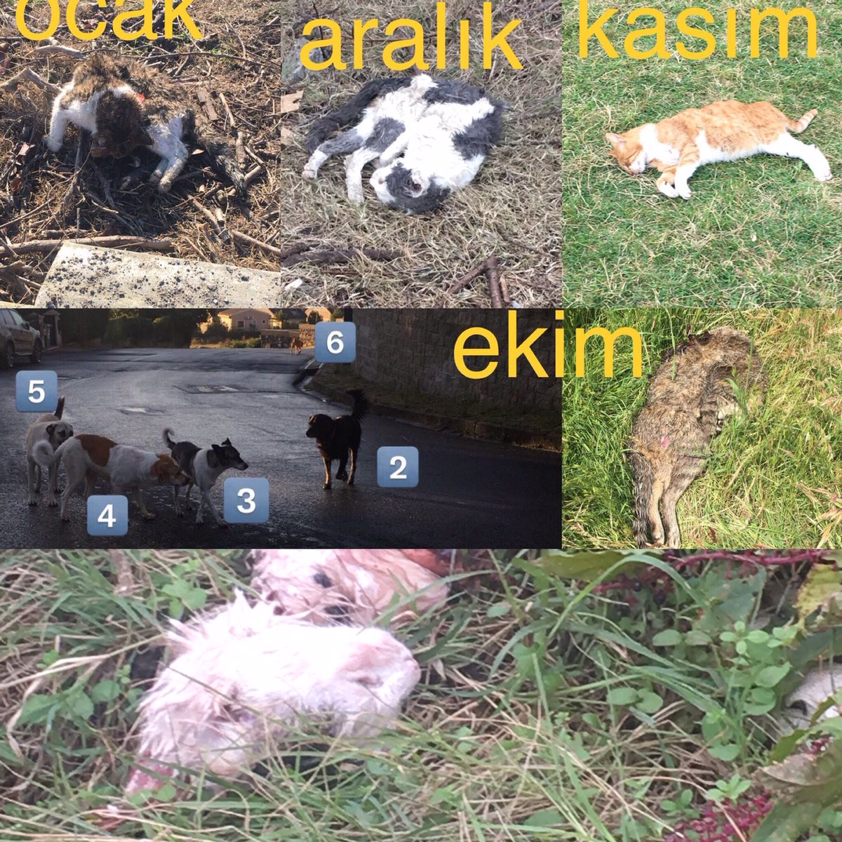 alpaysalt's tweet photo. Yine bir ekim, yine bir kedi cesedi, o kadar kötü parçalanmıştı ki bir an kendi kedim sandım ve hemen eve koştum. Hayvan refahı böyle sağlanmaz, bu yapılan sadece belli bir türü kayırmaktır, neden kayırıldığını çok iyi biliyoruz, köpekler kedilerden daha fazla mama tüketir! https://t.co/lEOCnKjlBT