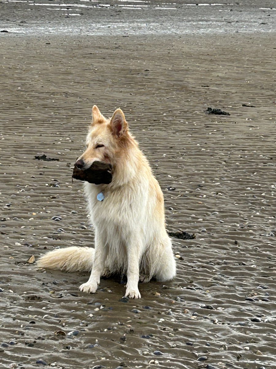 I haf both ball n stick.., and dey r mine .. #gsd #dogsoftwitter #dogsofx