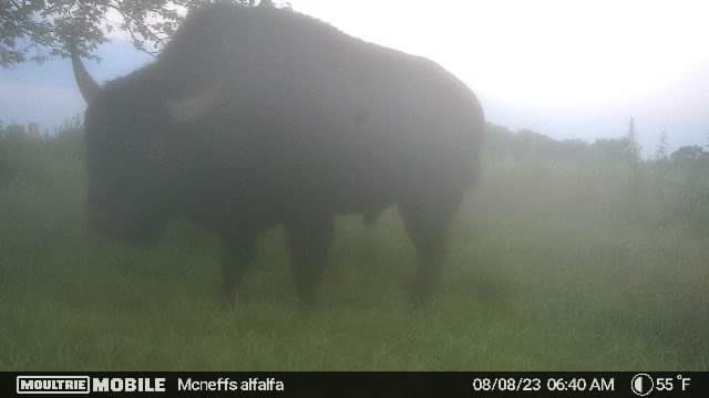 ToddWeller2's tweet photo. @FarmLifeMB My son caught this on our game cam. https://t.co/iC0dDHlCRR