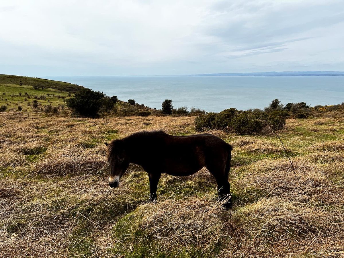 Wishing everyone a very happy Exmoor Day #exmoorday