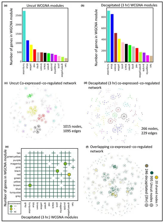 Excited to share paper of @nilesh_uab @UAB_CAS @UABBiology 'Integrated Systems Biology Pipeline to Compare Co-Expression Networks in Plants and Elucidate Differential Regulators' 📄👏 check out how we compare co-expression networks🌱🧬 #PlantScience mdpi.com/2223-7747/12/2…