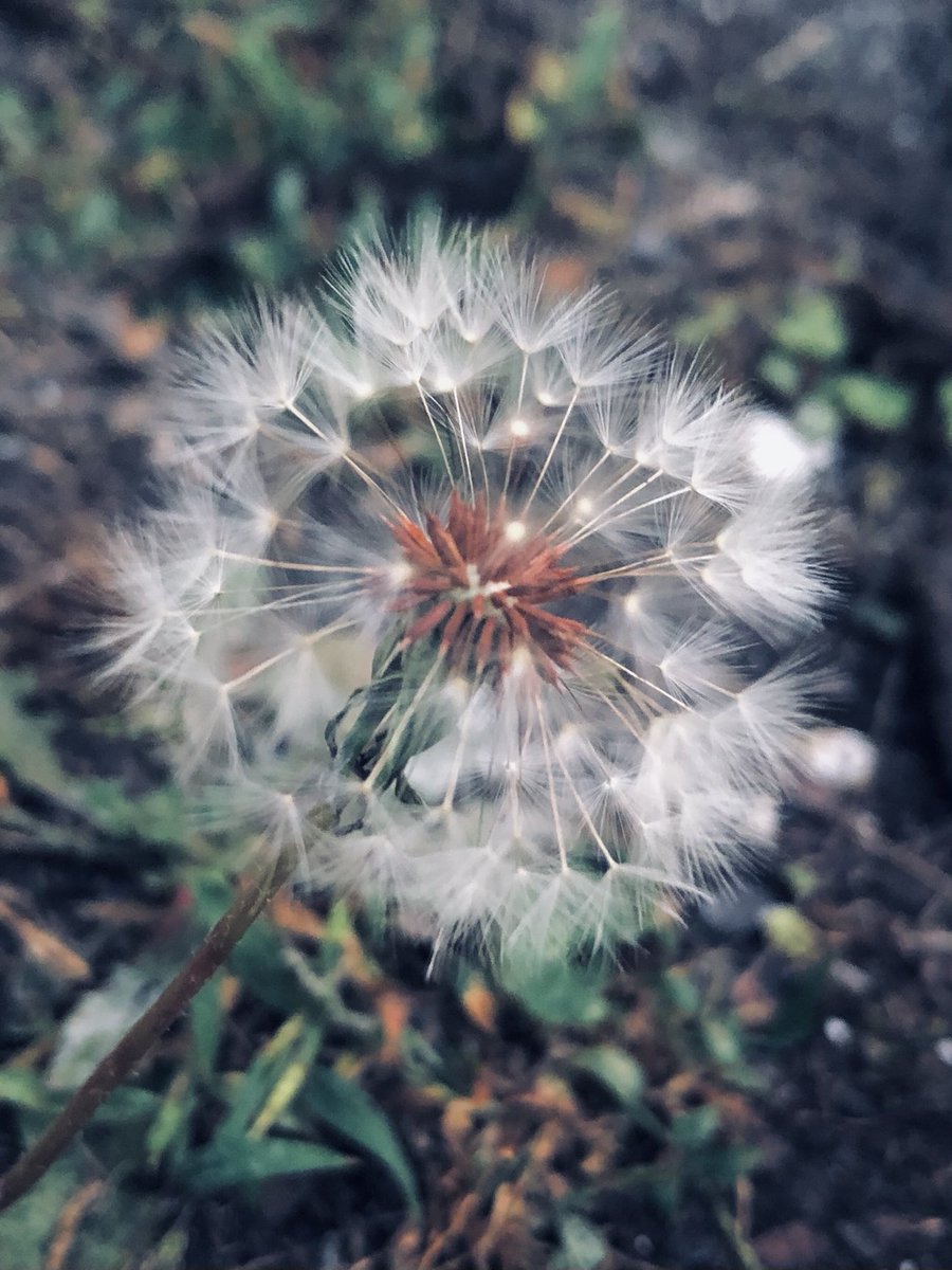 Daaeismyname's tweet photo. holding on to wishes https://t.co/cPI8u71ehz