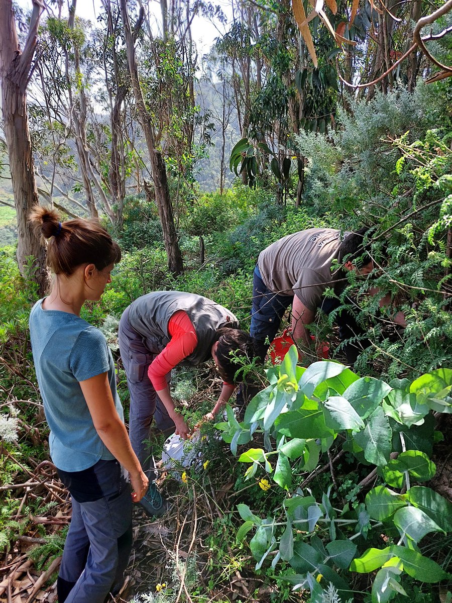 At the SoilEvoEcoLab, we're on a quest to uncover the secrets of soil mesofauna, exploring their biodiversity and evolution. Exciting times ahead as we begin sharing our research and fascinating discoveries with you! Stay tuned for more