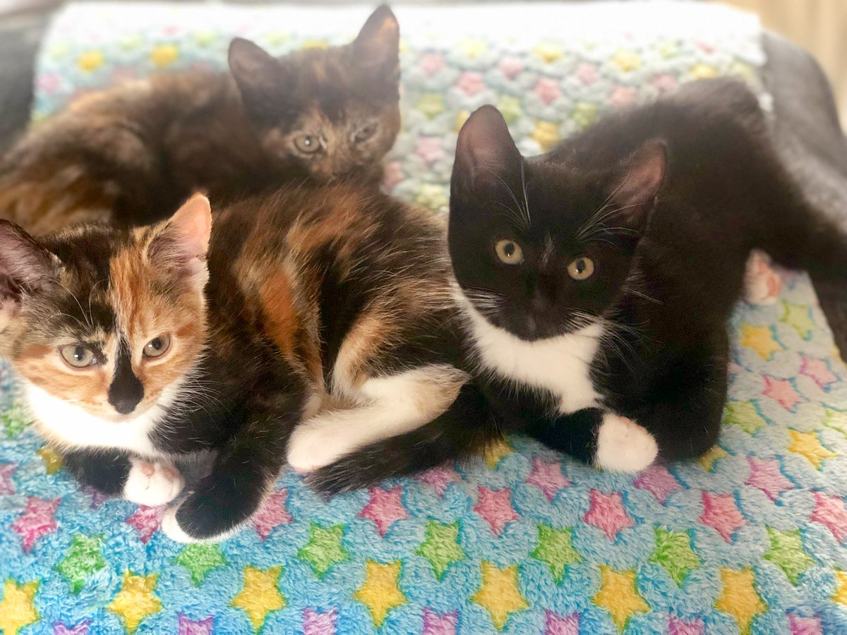 Cutie patootie #ThrowbackThursday to Coco, Felix and Pixie when they were just smol kittens. 🥹😍💘 #Cats #CatsOfX #CatsOfTwitter #CatsOfInstagram #CalicoCrew #PurrsDay #FluffyFursday #AdoptDontShop