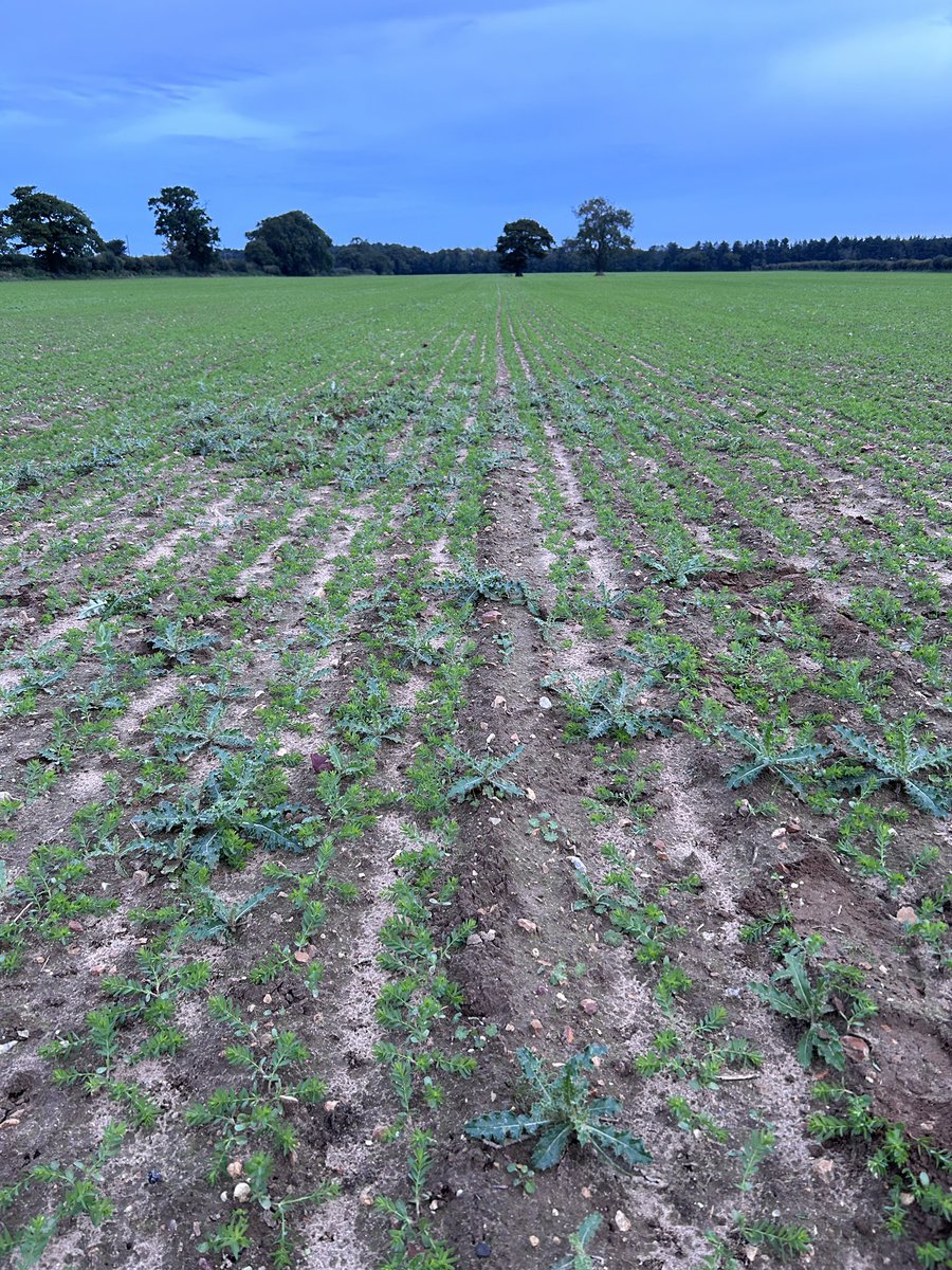 Matt England tweet media