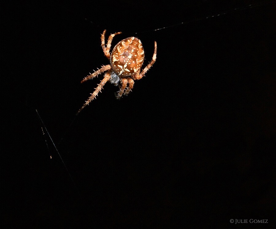 naturechronicle's tweet photo. new moon
she dances in the dark
mending a broken web
#haiku #spider #crossorbweaver #web #nikonD7200 https://t.co/2iMVYywXrx