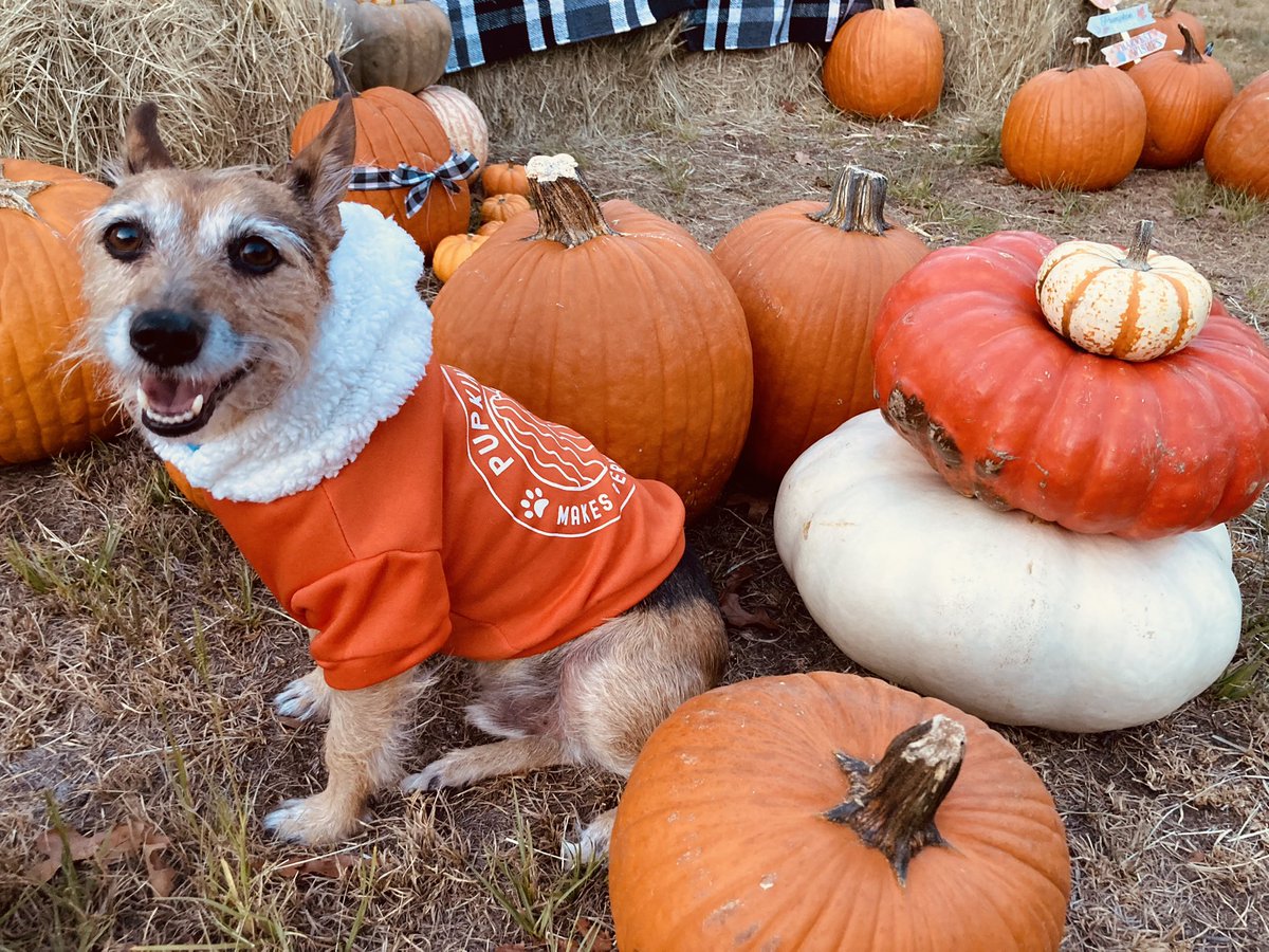 HerbieMooland's tweet photo. What’s your favorite fall time drink? 🍂🥤
Mom’s is honestly pumpkin spiced anything 🎃
#pupkin #pumpkinspice #pumpkinseason #pumpkinspiceeverything #pumpkins #happydog #dogsandpumpkins #dogclothes #dogsweater #fivebelow #shaysellshouses https://t.co/kvOHrV5Qie