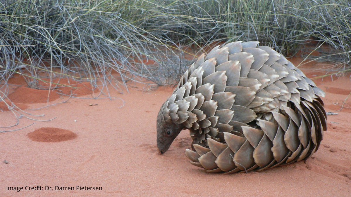 Did you know pangolins are the most trafficked wild mammals on Earth? 🌏 Learn how new research can help us combat illegal poaching and save these unique animals from extinction. Learn more: oxford.ly/3tKAvKv @MolBioEvol