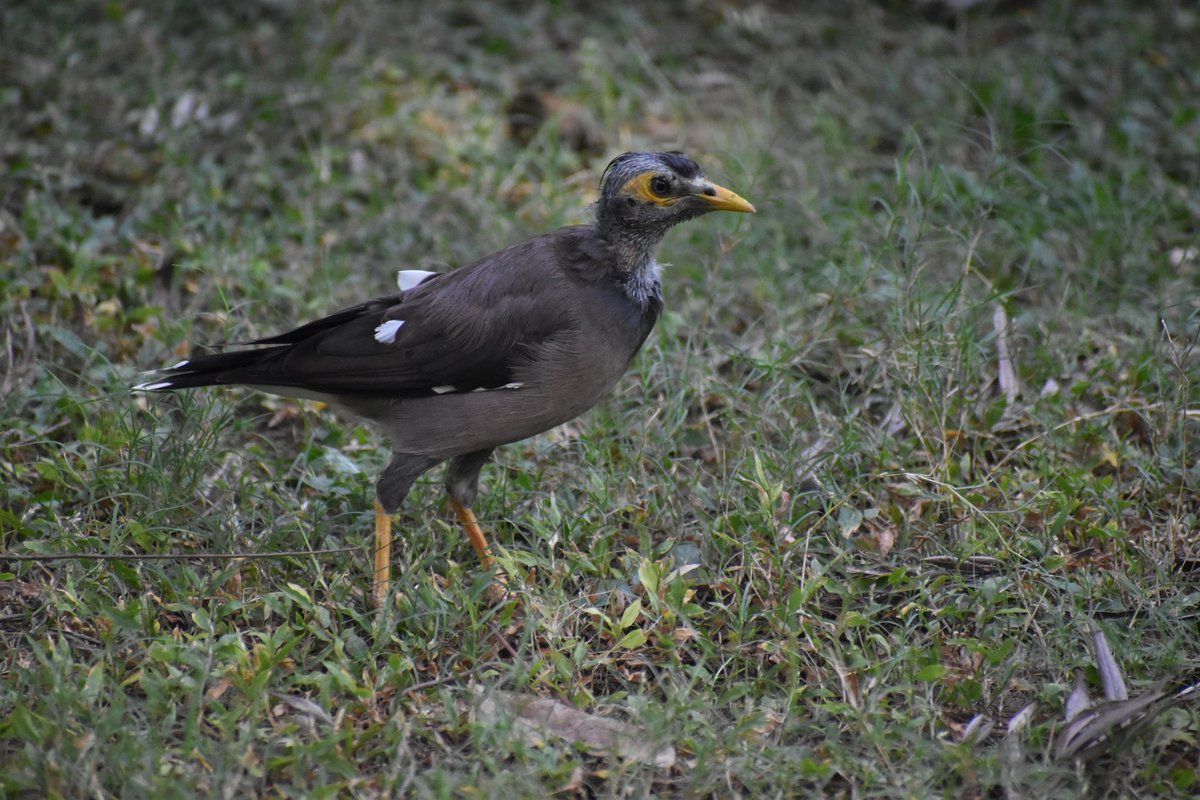 Dpsairy's tweet photo. Bald myna bird. 
Location:- New Delhi, India.

#birds #BirdsSeenIn2023 #bird #birdphotography #birdtwitter #birding #wildlife #foto #birdlovers #birdwatching #nature #naturephotography #TwitterNatureCommunity https://t.co/Q5JcGLbhcJ