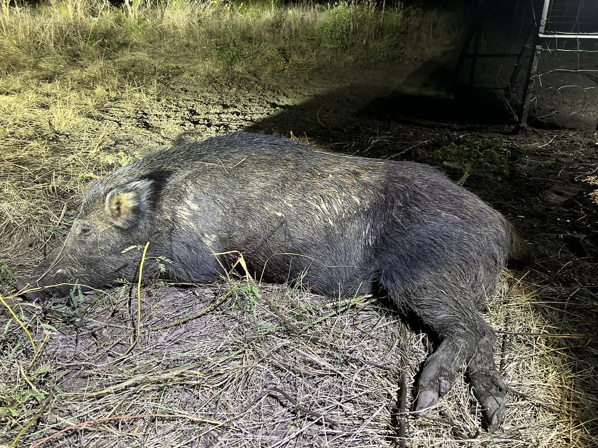 SwinesNemesis's tweet photo. Another one bites the dust during the first sit of the season on new low fence ranch. 
#hunting #bowhunting #texas #PodcastAndChill  @TeamSAOutdoors https://t.co/JzIQHCUcAq