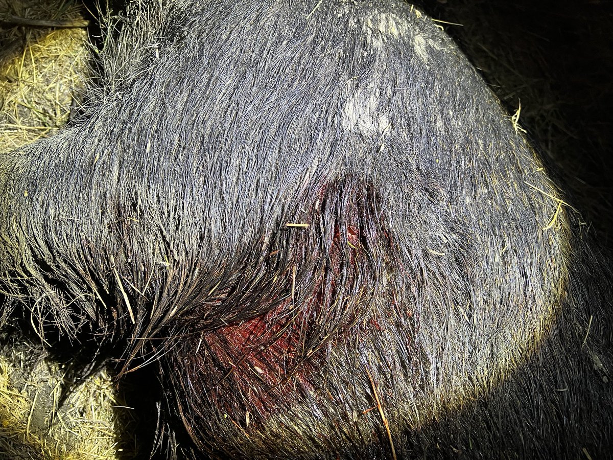 SwinesNemesis's tweet photo. Another one bites the dust during the first sit of the season on new low fence ranch. 
#hunting #bowhunting #texas #PodcastAndChill  @TeamSAOutdoors https://t.co/JzIQHCUcAq