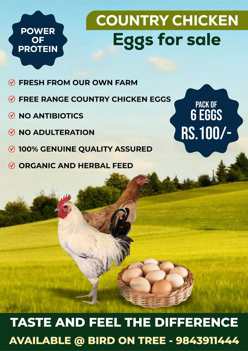#CountryChicken #Eggs #Sale #fresh #Farm #Egg #ChickenEgg #Chicken #BirdOnTree #Coimbatore #TheCovaiPost
