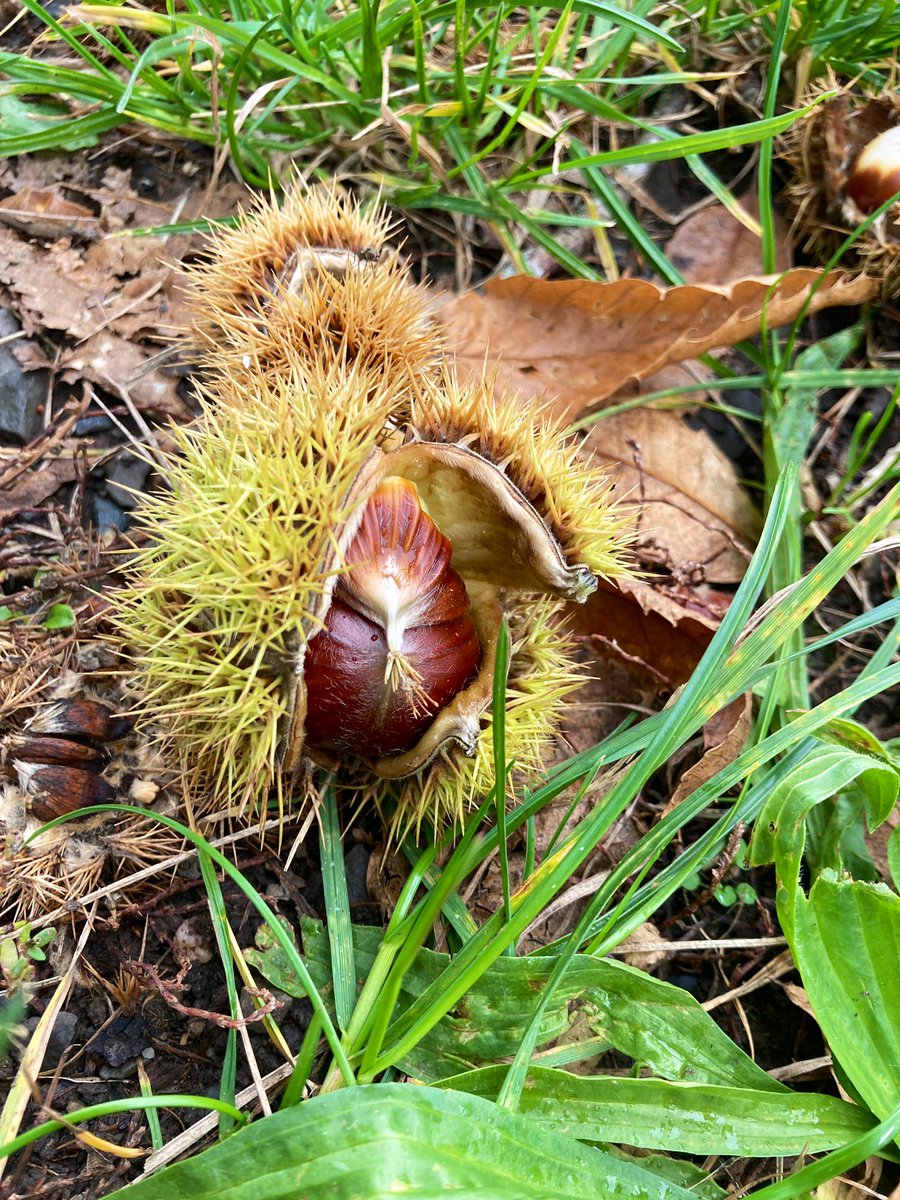 primerC's tweet image. Endlich einen Abstecher zu meinem lieblings Esskastanienbaum machen können. #mdrza macht es leicht möglich. Es hat sich gelohnt. Ich konnte eine viele in kurzer Zeit sammeln. Gleich werde ich mir eine Portion gönnen 😋 Es sind richtig dicke #Esskastanien 🌰 dabei. #sammeln