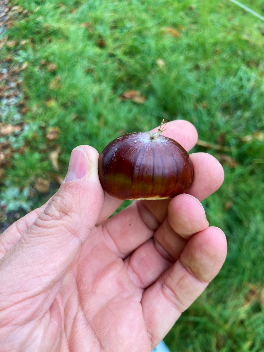 primerC's tweet image. Endlich einen Abstecher zu meinem lieblings Esskastanienbaum machen können. #mdrza macht es leicht möglich. Es hat sich gelohnt. Ich konnte eine viele in kurzer Zeit sammeln. Gleich werde ich mir eine Portion gönnen 😋 Es sind richtig dicke #Esskastanien 🌰 dabei. #sammeln