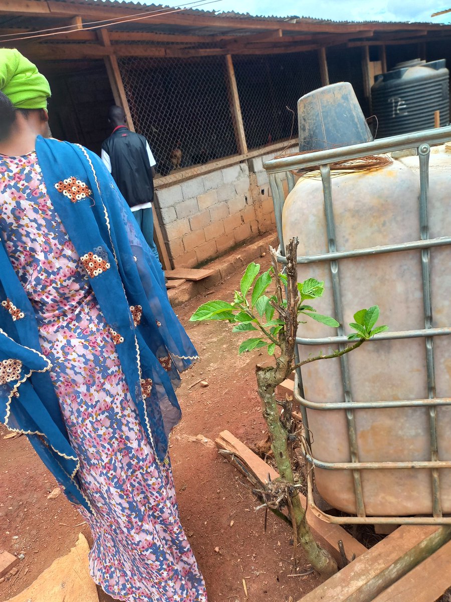 FfacWomen's tweet photo. Our team coordinating the poultry farm for Indigenous women .
#AlevetingfoodSecurity
#Hunger réduction
#Indigenouswomen
#womenproject
@landislife
@jemimah_mk
@Brian_J_Keane https://t.co/sttzLb1hWF