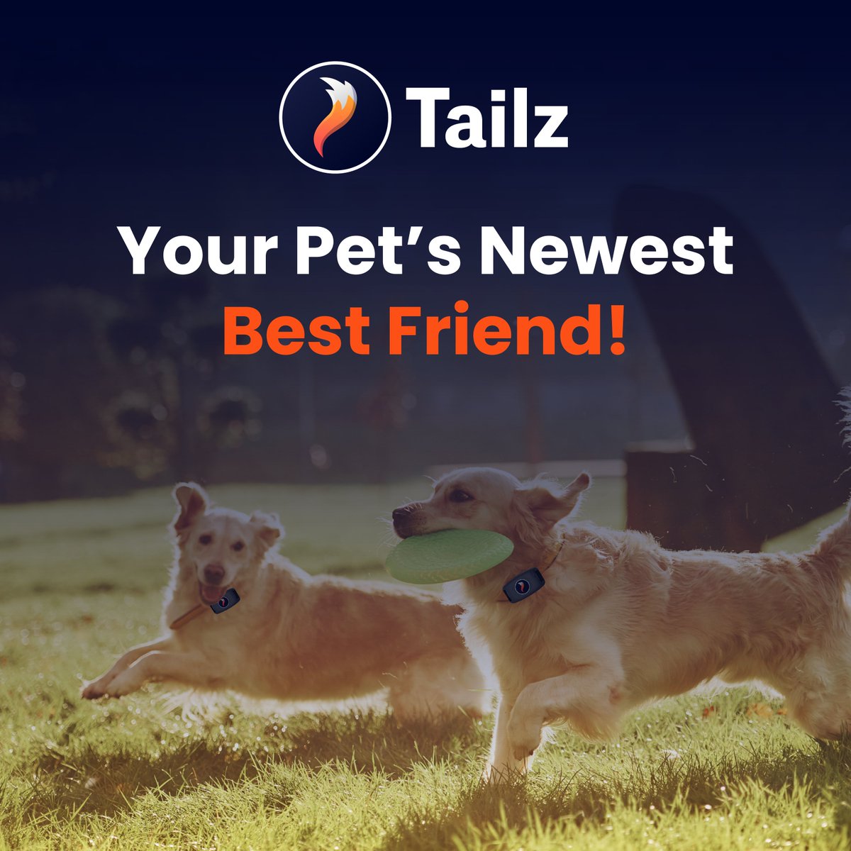 tailz_xyz's tweet photo. πΆ Reintroducing Tailz! πΎ Meet the perfect crypto companion for pet lovers
Walk your pet, earn crypto, and build a stronger bond #Tailz #CryptoPets https://t.co/wFjeTdxs3U