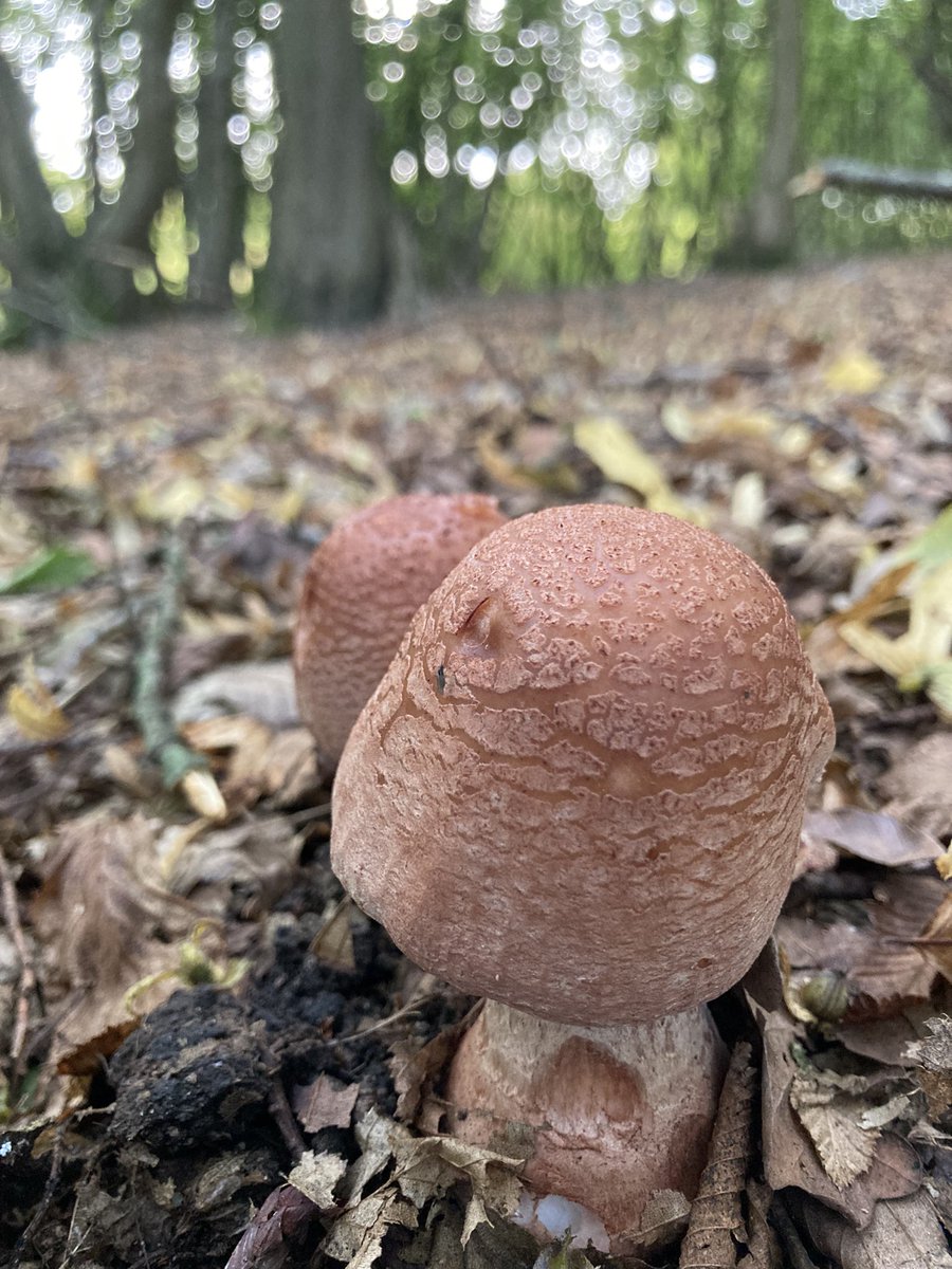 Fiona MacKay tweet media