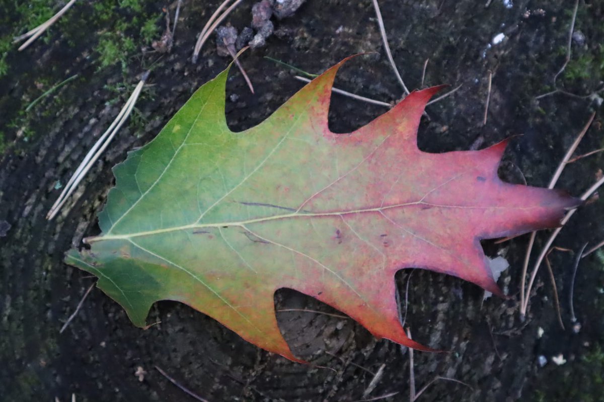 Diese Woche sind wir wild und machen den Wildlife Wednesday ausnahmsweise am Donnerstag. Letzte Woche gab es ein Blättermeer. 🍂

Dnke an Marika Rehbein, Ralf Weidenheimer, Traute Lutz und Kristin Vogel.

Diese Woche wollen wir eure Aufnahmen heimischer Wildtiere sehen!🦌🐗