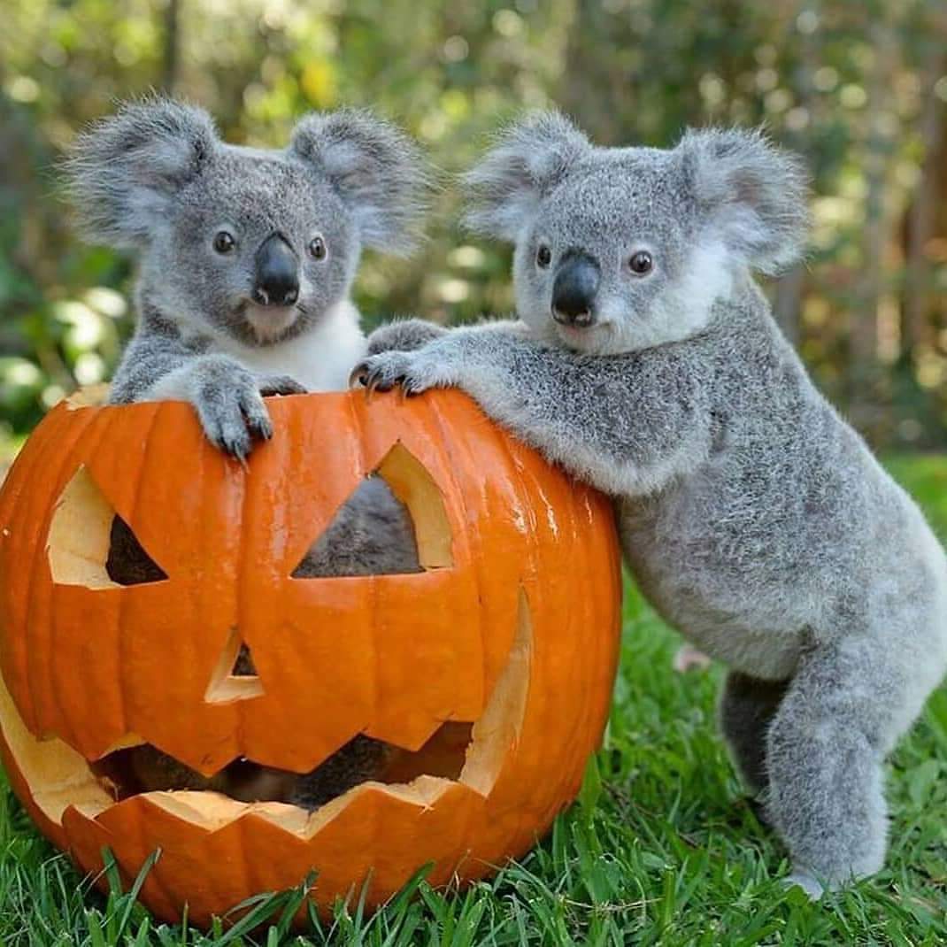 They are so cute and perfect shoot!!!🥰💙