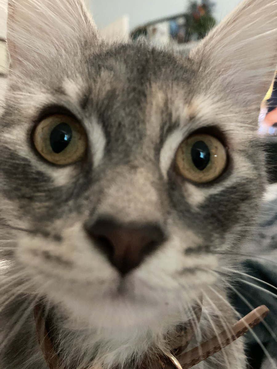 MimiMimiMeems's tweet photo. Cat. #cat https://t.co/MHavFBoaaD