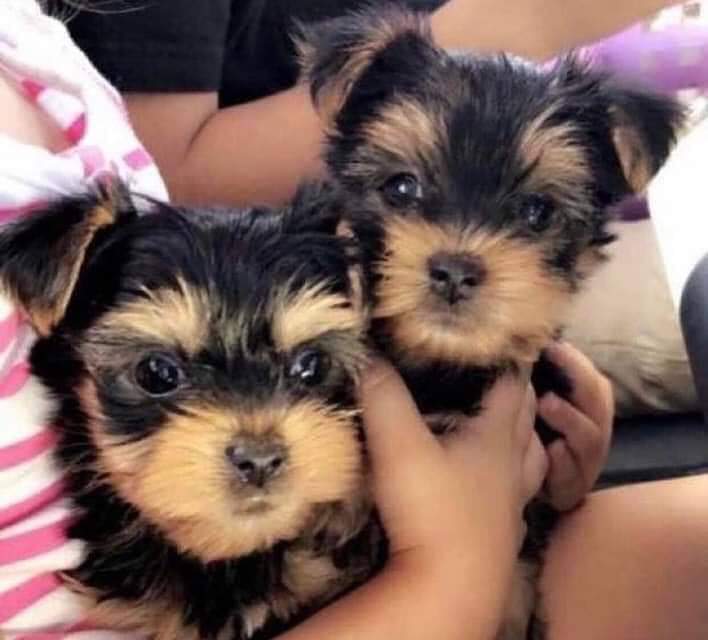 Cute and lovely 🐶❤️