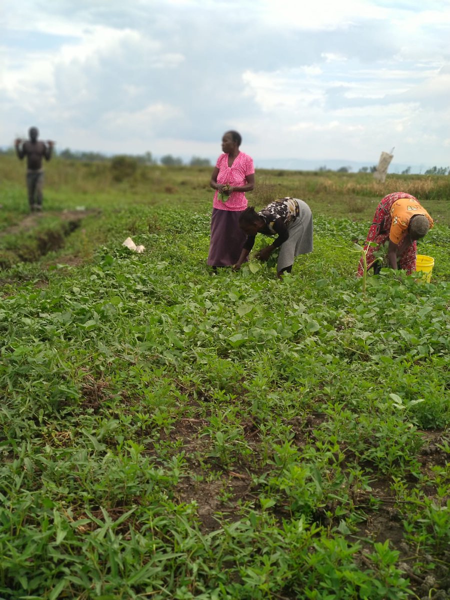 We get to interact with our Grassroots Farmers through Field visits in Kisumu East Orongo &amp; Kamrongo Villages facilitated by our SIDA Programme routine check ups getting to understand current challenges with the ongoing rains &amp; noting farmers progress since our pervious meetings