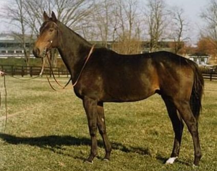 HORSERACING1002's tweet photo. FOREGO 🇺🇸1970
(FORLI-LADY GOLCONDA BY HASTY ROAD)
#Forego https://t.co/uBUGOKvqyz