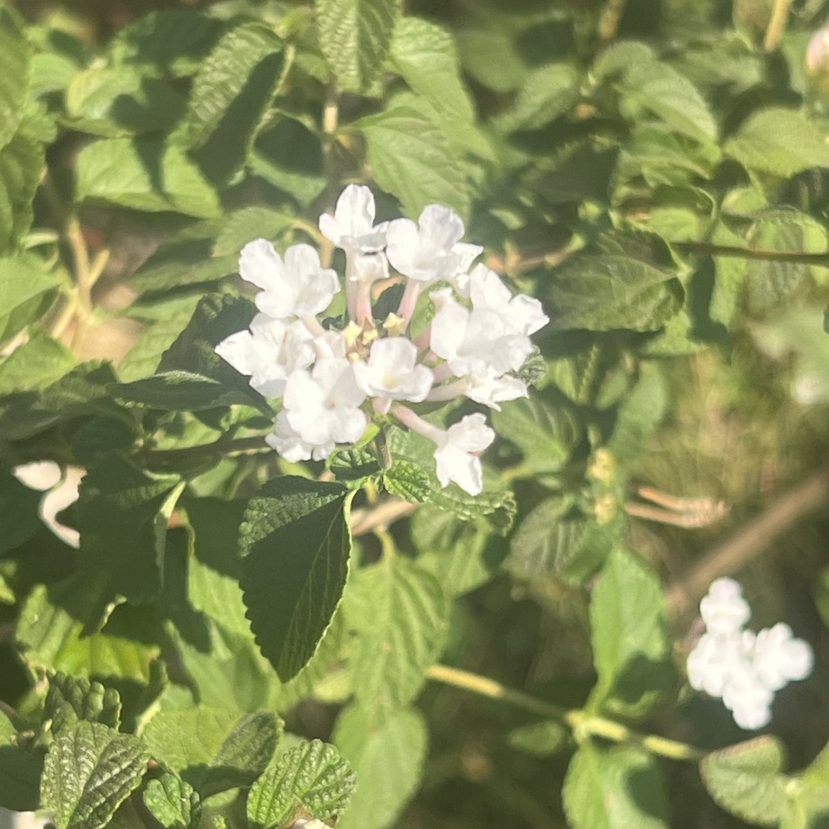 pochi_wolf's tweet photo. 💐
クマツヅラ科ランタナ属  這性常緑低木
 コバノランタナ(小葉のランタナ)
花言葉：厳格
💐
@日吉五丁目公園 https://t.co/L7GBxREjSx