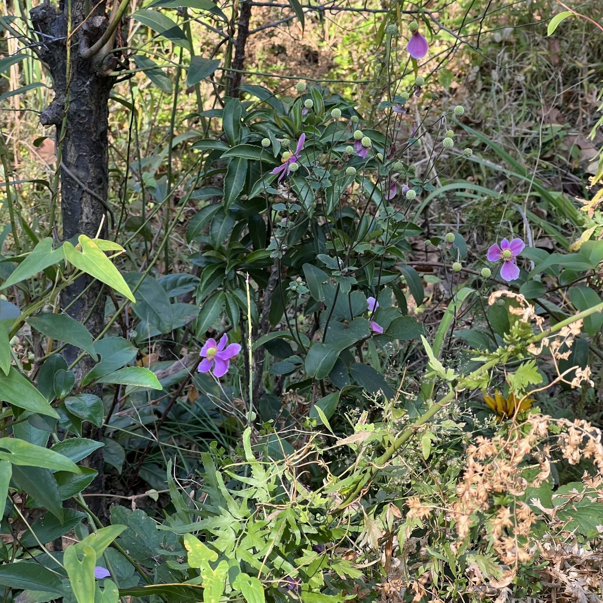 pochi_wolf's tweet photo. 💐
キンポウゲ科アネモネ属  耐寒性多年草
 シュウメイギク(秋明菊)
花言葉：薄れゆく愛、忍耐
💐
@日吉五丁目界隈 https://t.co/O8RyRtGJwS
