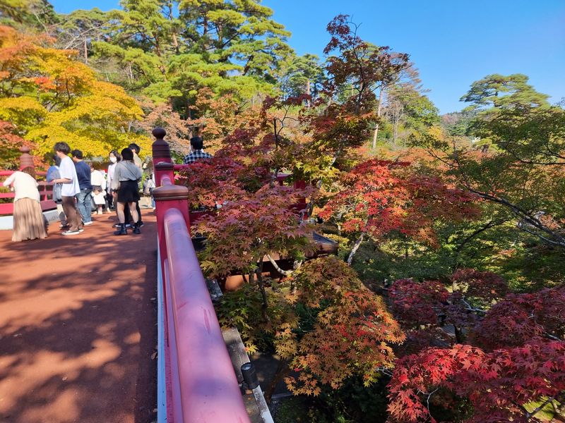 yahiko_kankoPR's tweet photo. 🍁📷 #ミコぴょん弥彦公園紅葉色づき情報📷🍁 

2023年11月3日：見ごろ前半・色づき3～5分

観月橋周辺では色づきが増し、緑・黄・橙・朱・紅のコントラストが楽しめます。ただ、猛暑の影響なのか見ごろが短めのようです。
本格的な見ごろは、11月10日以降となりそうです。 https://t.co/hILuD2g2Kg
