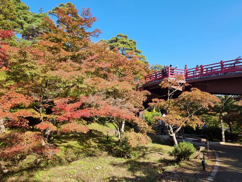 yahiko_kankoPR's tweet photo. 🍁📷 #ミコぴょん弥彦公園紅葉色づき情報📷🍁 

2023年11月3日：見ごろ前半・色づき3～5分

観月橋周辺では色づきが増し、緑・黄・橙・朱・紅のコントラストが楽しめます。ただ、猛暑の影響なのか見ごろが短めのようです。
本格的な見ごろは、11月10日以降となりそうです。 https://t.co/hILuD2g2Kg