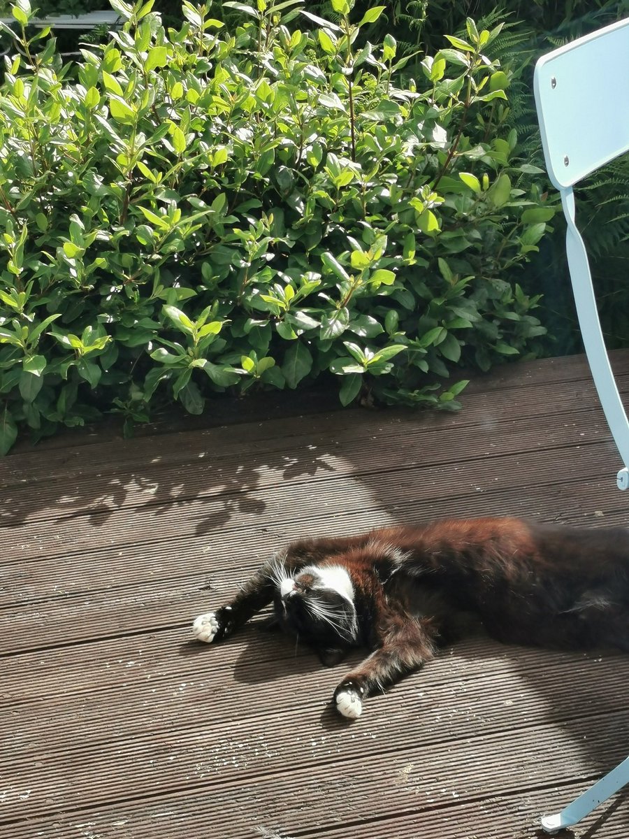SarahjevsEvans's tweet photo. Barry thinking about sunnier days #bemorebarry #askbarry https://t.co/IfgaKSk5EK
