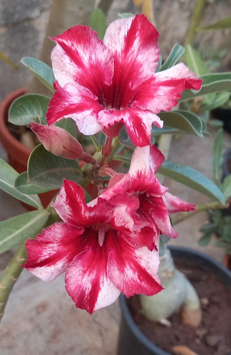 prajkta2406's tweet photo. "It's not your job to be likeable. It's your job to be yourself. Someone will like you anyway." — Chimamanda Adichie
#goodmorning
#theme_pic_india_flowers
#adeniums https://t.co/LRI042FEw4
