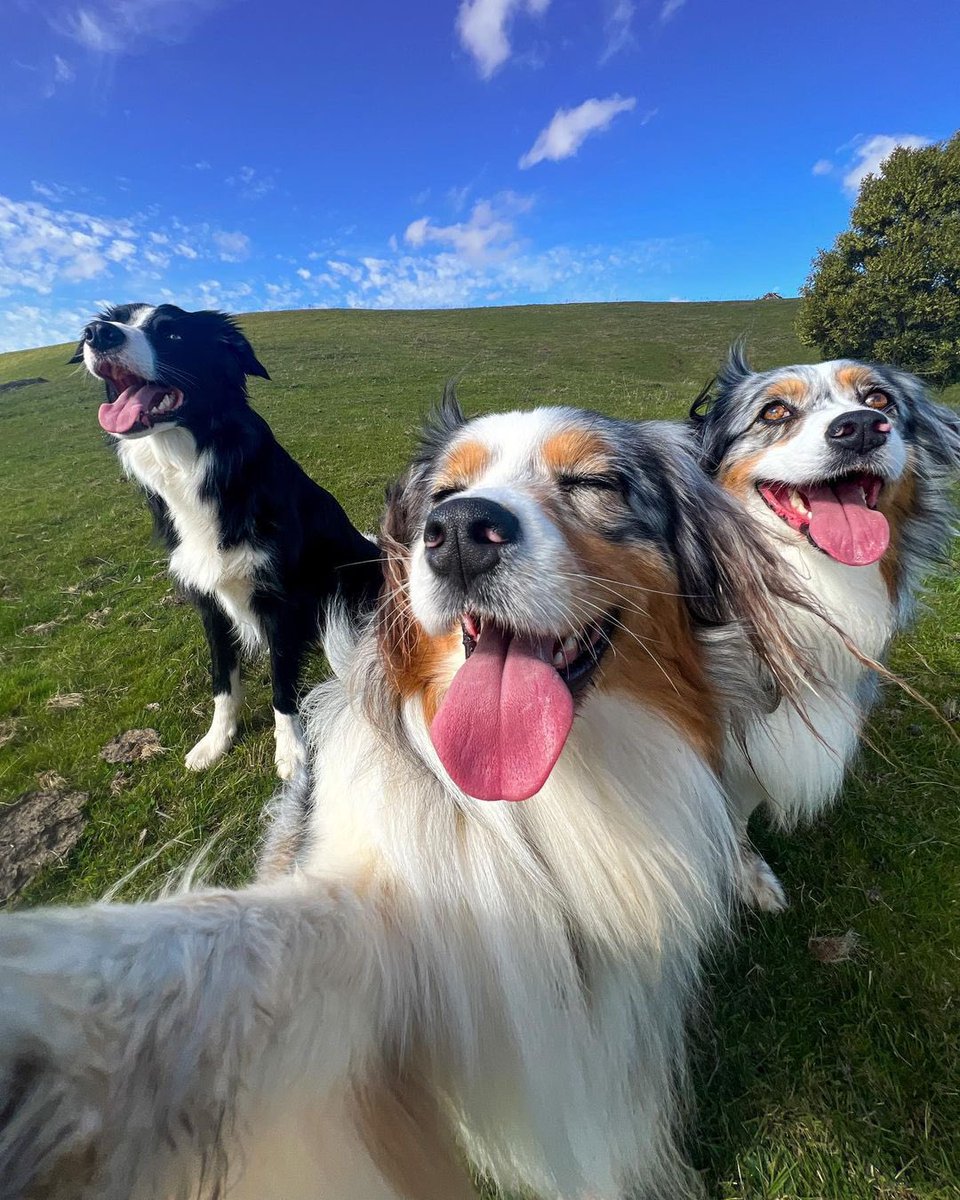 aussiesdointhgs's tweet photo. Felt cute. Might delete later😜🤳
📸 IG aussie.sedona https://t.co/ZUx2rpi4Qn