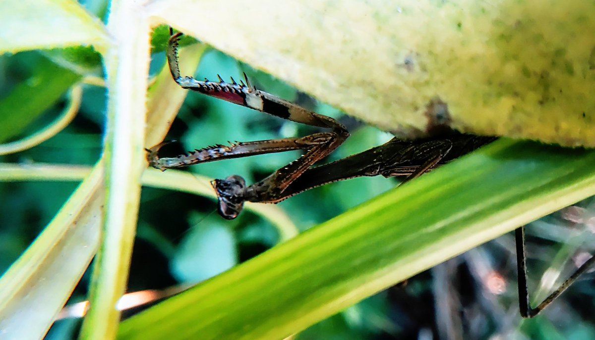 コカマキリが隠れてた