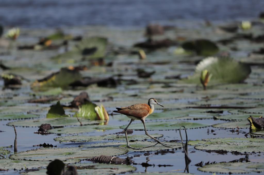 Okavango Delta tweet media