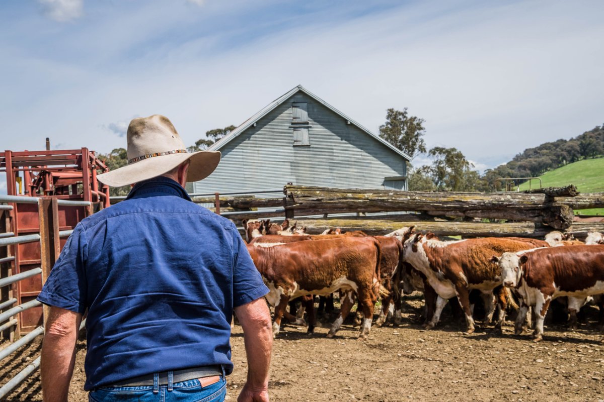 VFFMOFS's tweet photo. WorkSafe Victoria has released a helpful resource regarding the importance of well-maintained cattle yards. 🐮 Check out the resource here 👉 https://t.co/ahvopQIFIW
#VictorianFarmersFederation #MakingOurFarmsSafer #WorkSafeVic #CattleYard #CattleSafety #FarmSafety #SaferFarms https://t.co/2XK2zVxqJ8