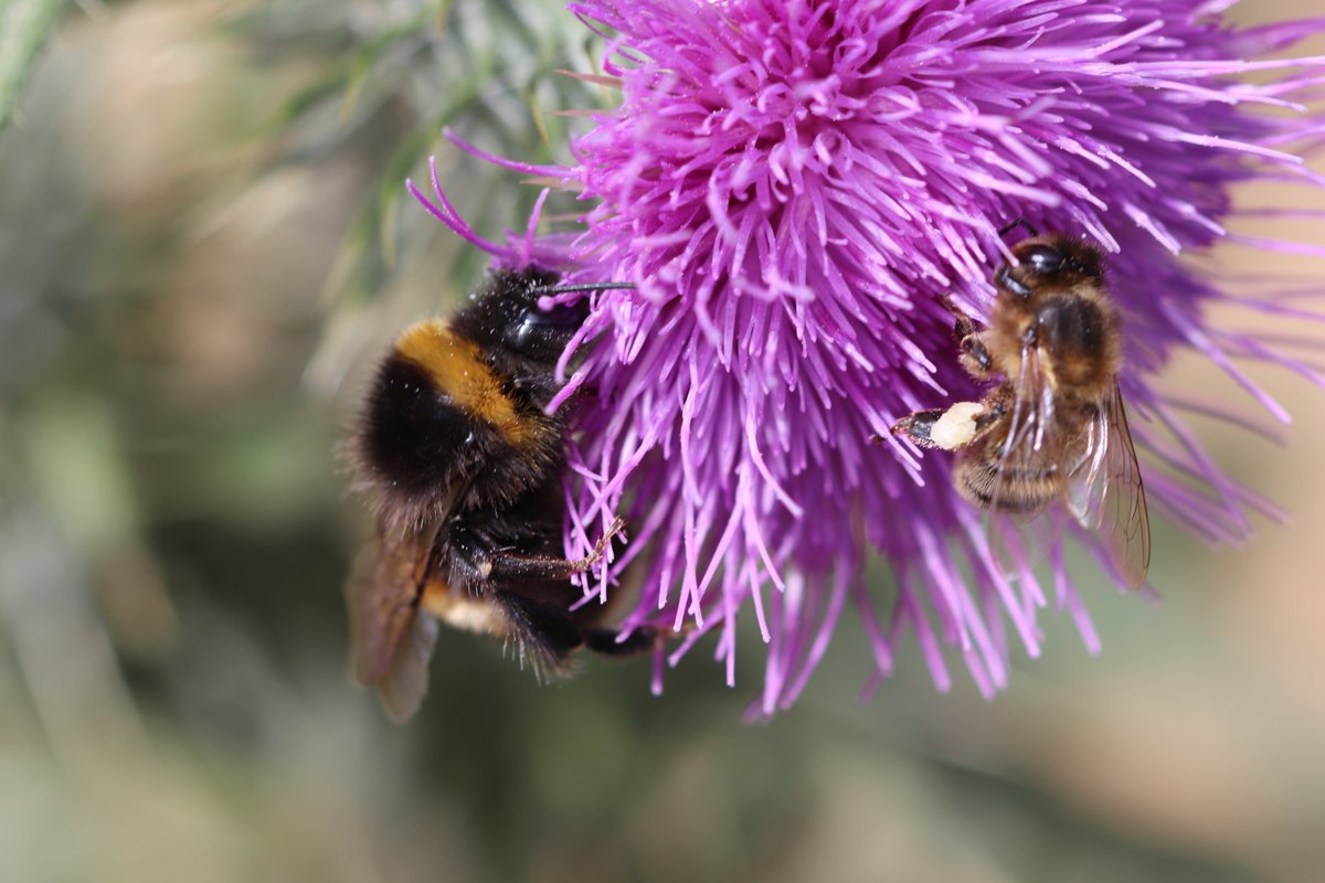 PhD position on bumblebee and honeybee health and evolution - open for applicants! Join the Landscape Genomics Lab @mqnatsci to untangle how invasion and pathogens affect bee evolution. Domestic and International applicants encouraged. See: mq.edu.au/research/phd-a… @MQSciEng