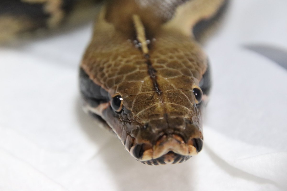 GuuCh_dokutake's tweet photo. 珍しく可愛く撮れた✨
#ブラッドパイソン #ボルネオショートテールパイソン #python #pythonbreitensteini #爬虫類 #爬虫類好きさんと繋がりたい #ヘビ #ヘビはいいぞ #グゥちゃんねる https://t.co/duhglVYxkH