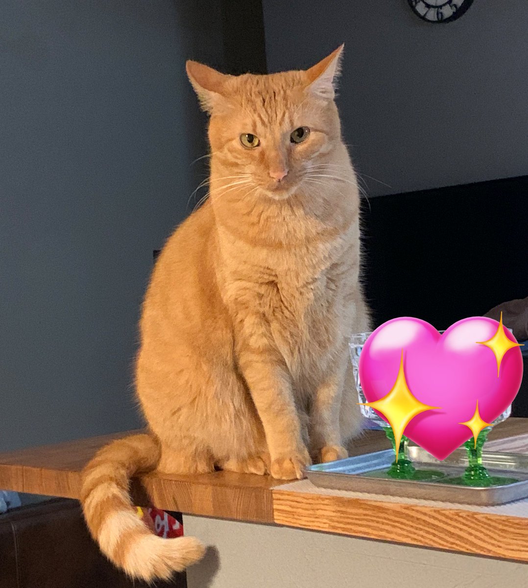 ねえ、、、いま写真撮りました？
隠し撮りはよくないにゃん😾

みたいな顔されたました😩
可愛い😻

#親バカ
#猫のいる生活
#ごましお
#いかみみ