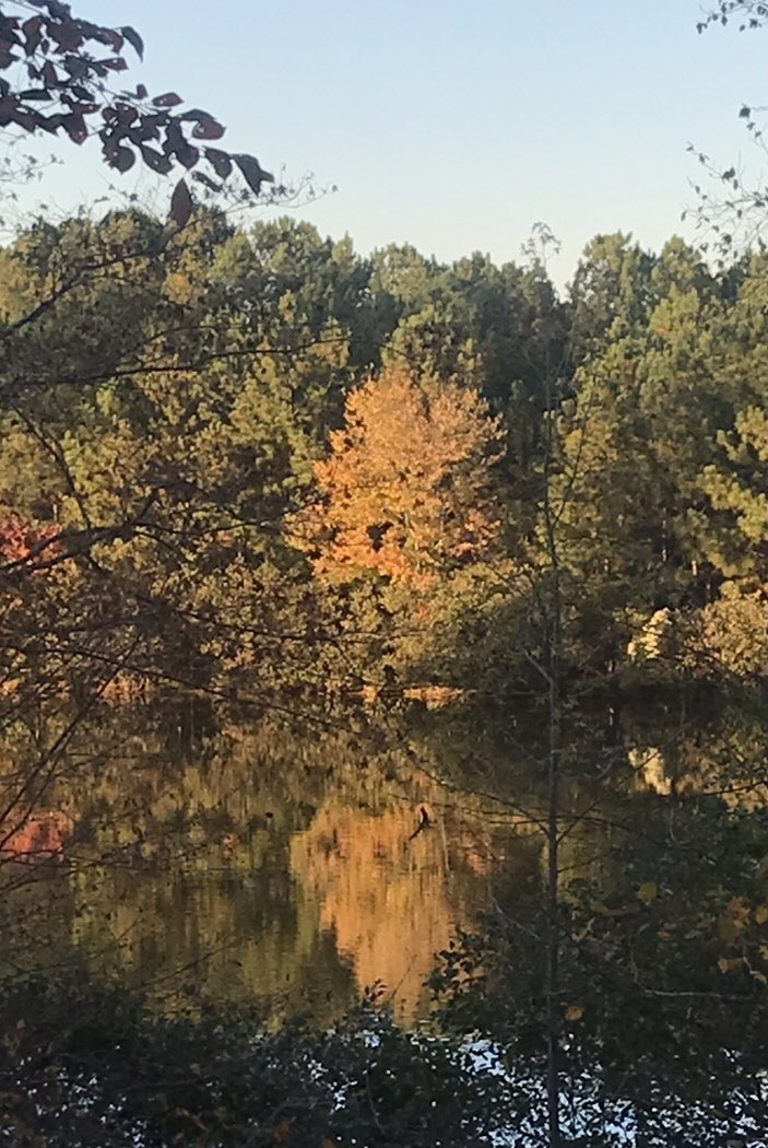 The pond behind our house. Happy Autumn.