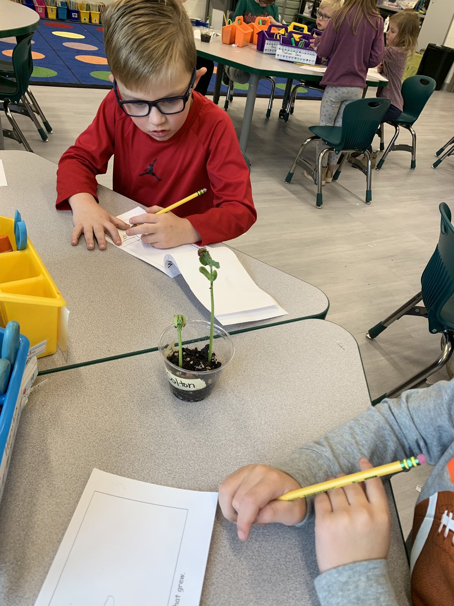 MrsAbermanis's tweet photo. Kindergarten scientists made observations of the seeds they planted and recorded their observations in their science journals. https://t.co/8lO3sAcLQ6