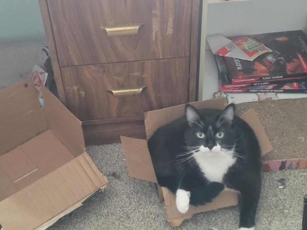 ExotiHaven's tweet photo. @aimseytwo The black and white cat in a box is Link, and the clump of kittens belong to a friend, not all named yet:)) https://t.co/nB0ggfhlB7