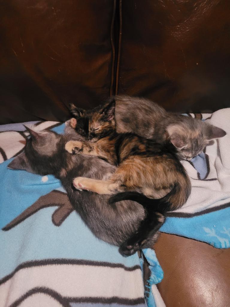 ExotiHaven's tweet photo. @aimseytwo The black and white cat in a box is Link, and the clump of kittens belong to a friend, not all named yet:)) https://t.co/nB0ggfhlB7