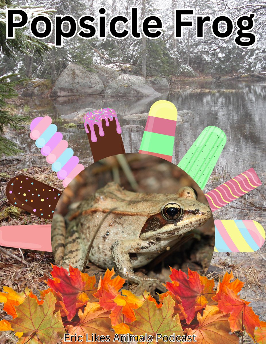 eric_animals's tweet photo. Popsicle Frog is out now! 

In this episode learn about the amazing wood frog, and its amazing superpower it has to help them survive some of the most brutal winters!

Found on most podcast platforms!
https://t.co/taxNx53WAr

#podcast #Animal #nature #Frog https://t.co/oQoPl1oUoB