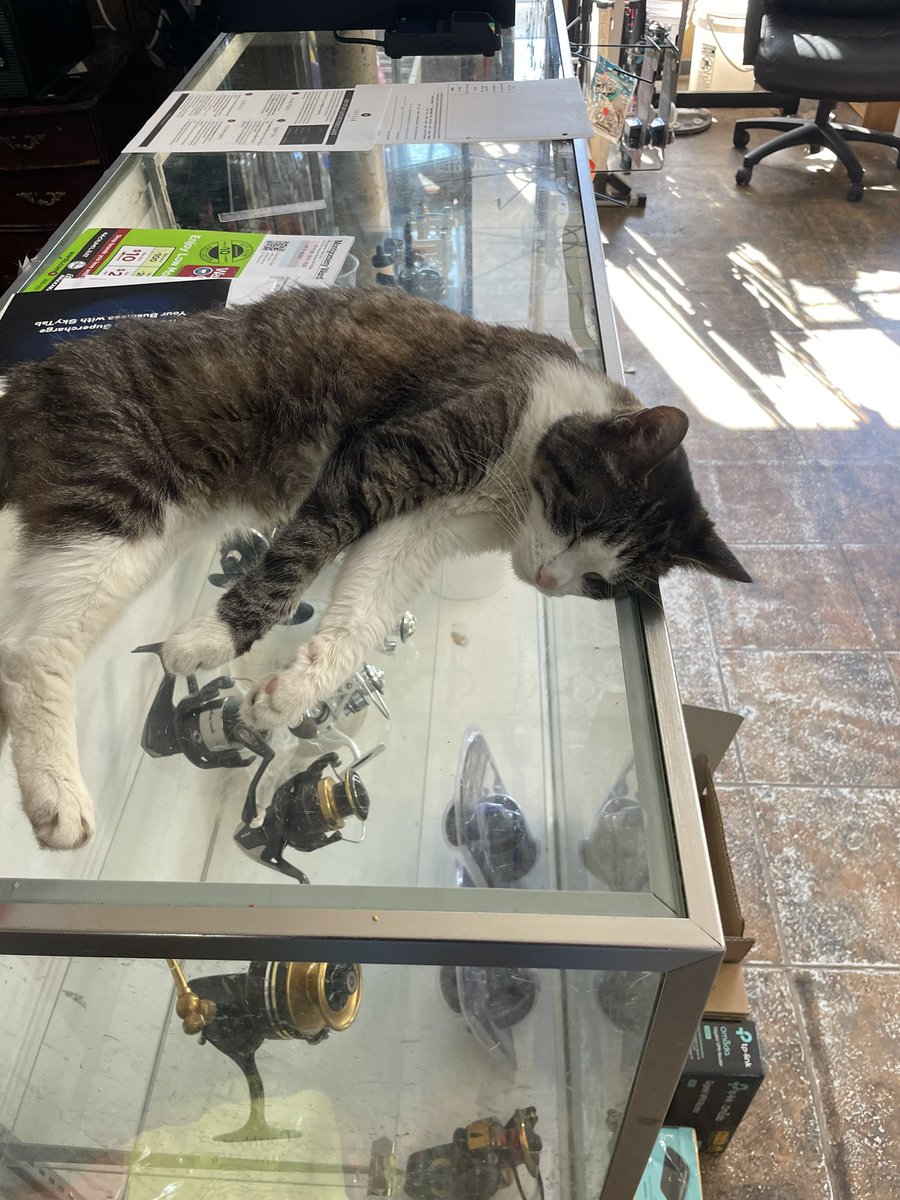 SRShift4's tweet photo. Earlier at Animal Planet in Central Falls, RI today installing @SkyTabPOS from @shift4 and continuing to single handedly #PowerCommerce in retail locations and of course boring the staff to sleep…#boldlyforward 🚀with everyone except Bizzy 🐈 https://t.co/xQTkkTjdkl